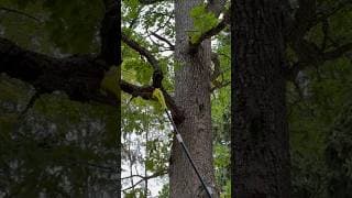 RYOBI 18V ONE+ 8” Pole Saw